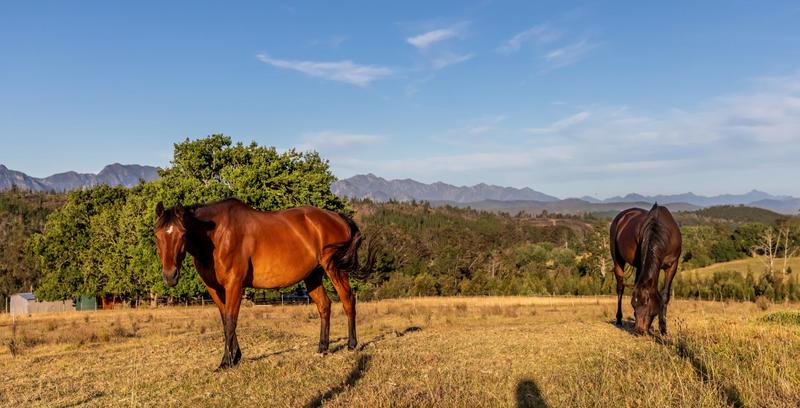 3 Bedroom Property for Sale in Plettenberg Bay Rural Western Cape
